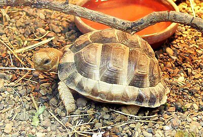 tortuga egipcia