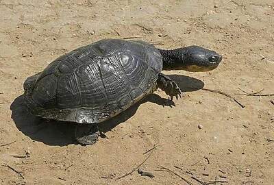 Tortuga Cabeza de Sapo (Mesoclemmys Vanderhaegei)