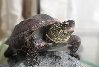 Tortuga China