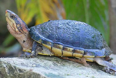 Tortuga Estuche o Escorpión, pecho quebrado o casquito