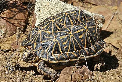 Tortuga Geométrica