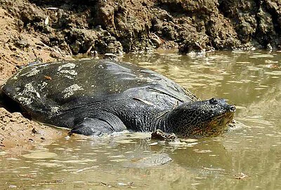 Tortuga Gigante de Caparazón Blando