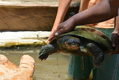 Tortuga Magdalena