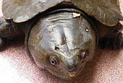 Tortuga Cabezona China de Rio