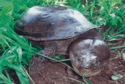 Tortuga Mesoclemmys Zuliae