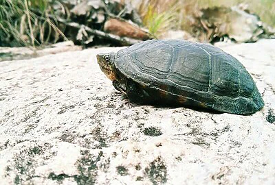 Tortuga de Arroyo