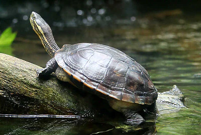 Tortuga de hoja de Annam
