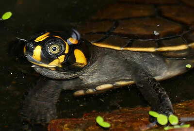 Tortuga de río con pintas amarillas