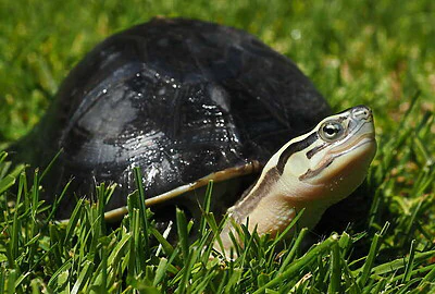 Tortuga de Caja Malaya