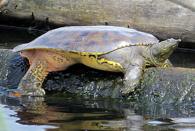Tortuga de caparazón blando espinosa