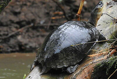 Tortuga Blanca Dermatemys mawii